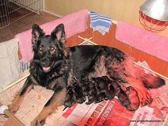 Aiki is bevallen van 10 Oudduitse Herder pups